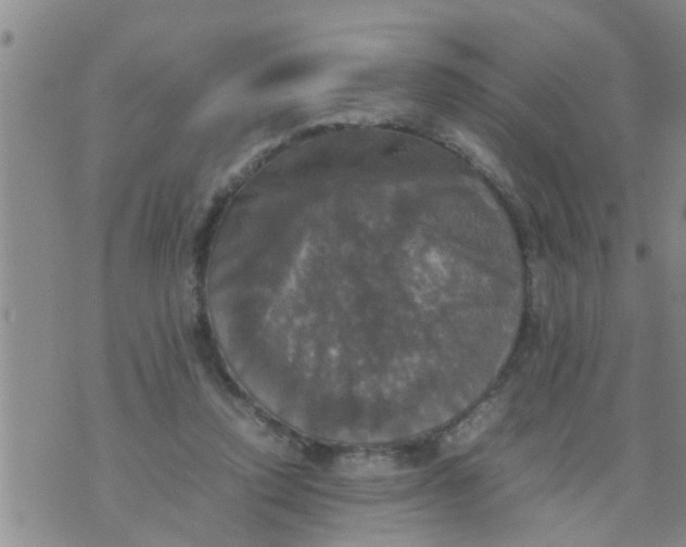 X0000070250354200606232013