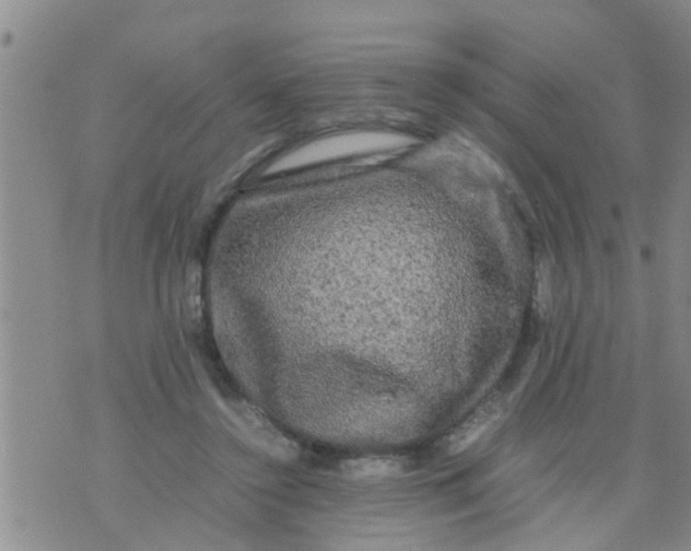 X0000070250356200606232013