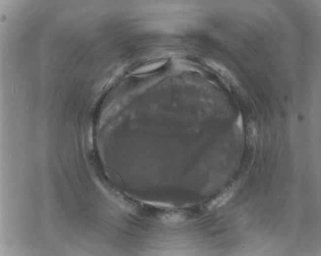 X0000070250358200606232013