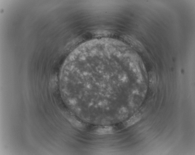 X0000070250369200606232014