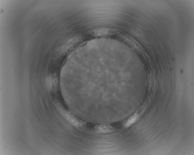 X0000070250372200606232014