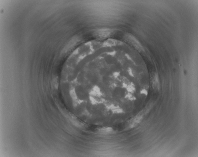 X0000070250374200606232014