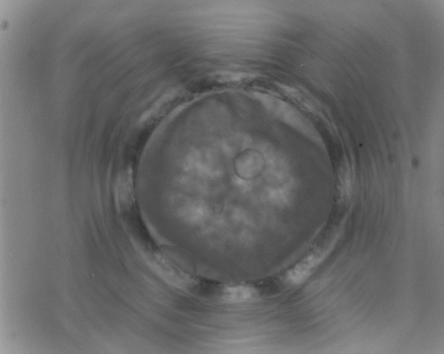 X0000070250376200606232014