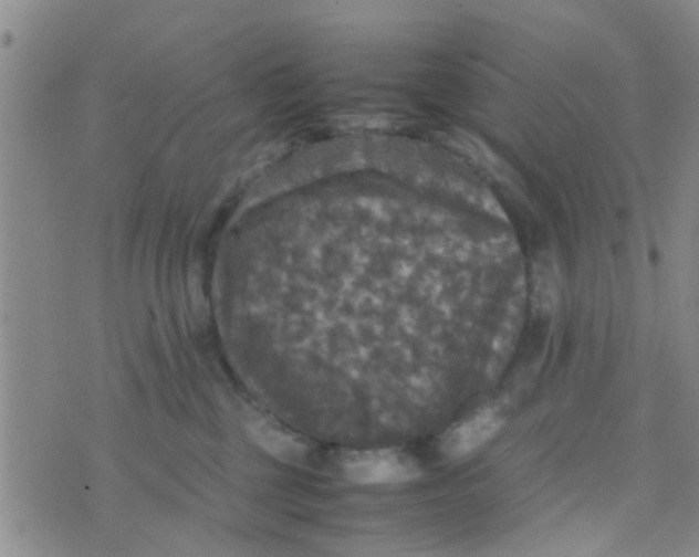 X0000070250377200606232014