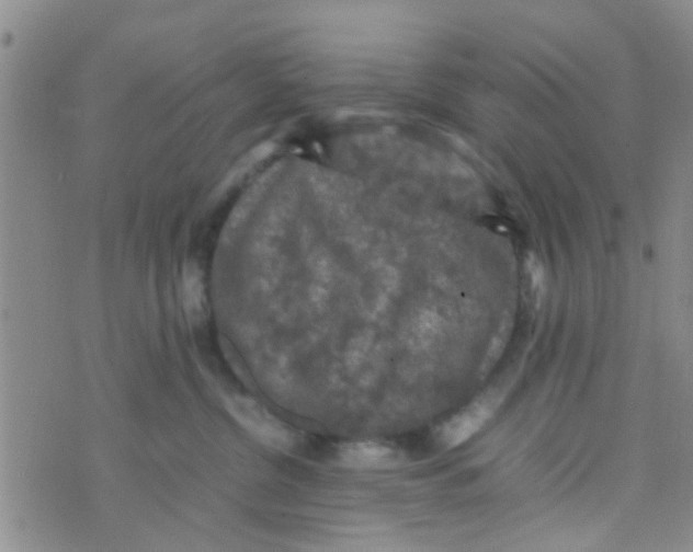 X0000070250380200606232014