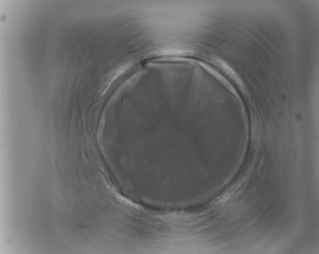 X0000070250385200606232013