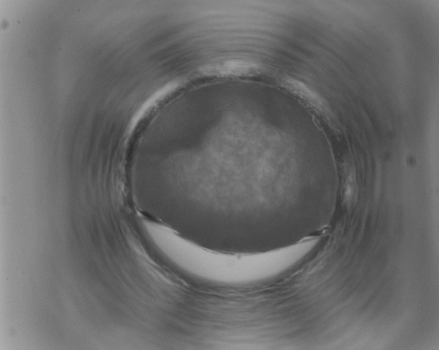 X0000070250392200606232013