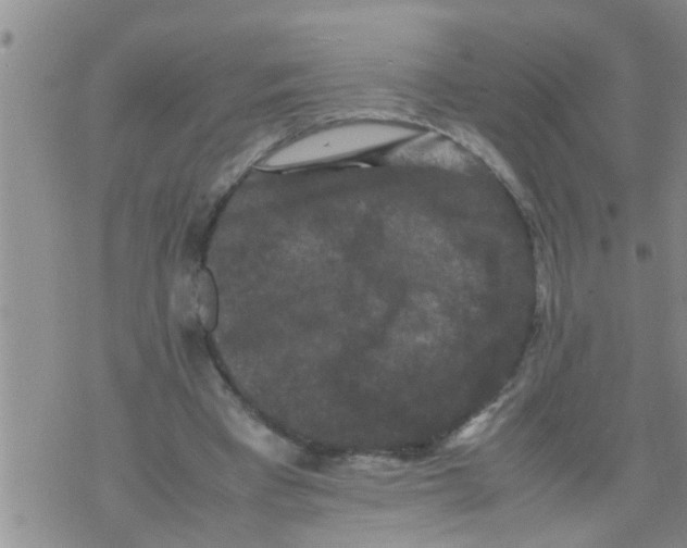 X0000070250393200606232013