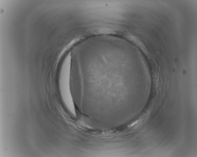 X0000070250395200606232013