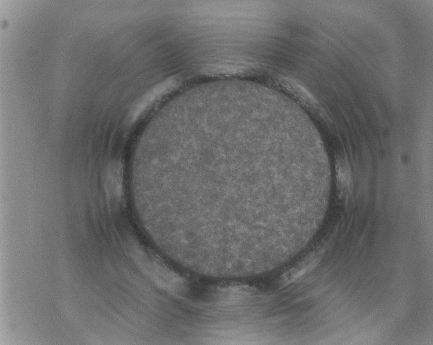 X0000070250396200606232013