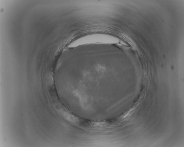 X0000070250401200606232013