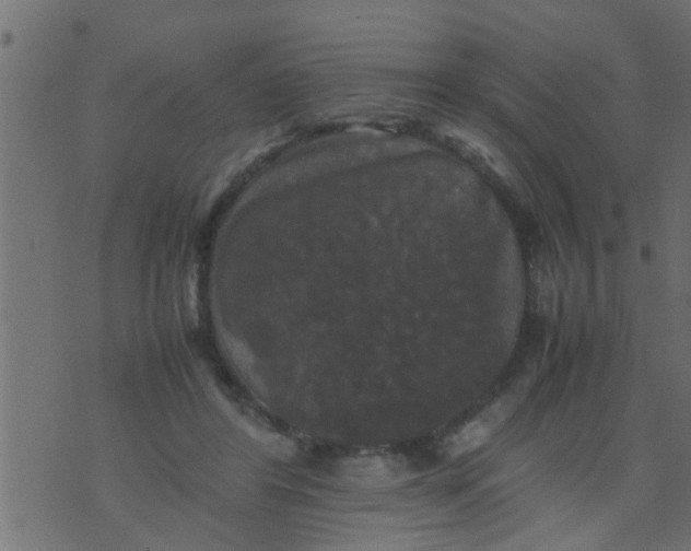 X0000070250404200606232013