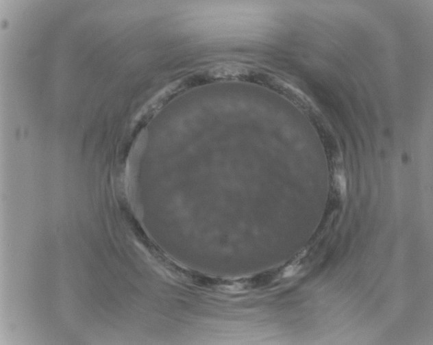 X0000070250411200606232013