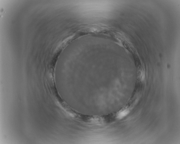 X0000070250415200606232013