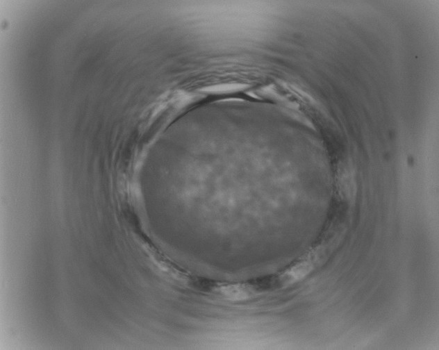 X0000070250417200606232013