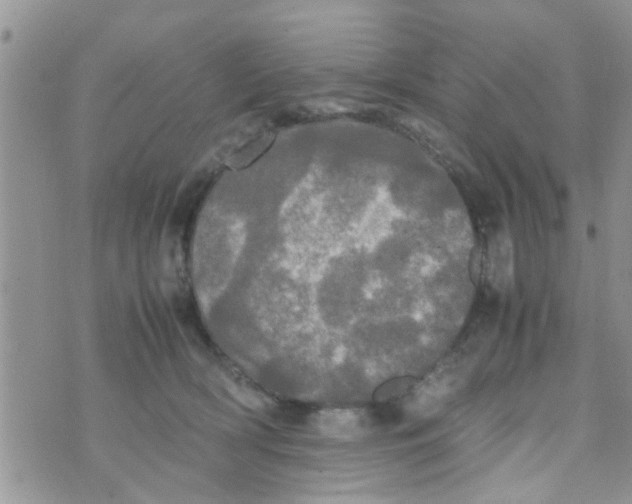 X0000070250418200606232013