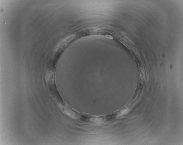 X0000070250419200606232012