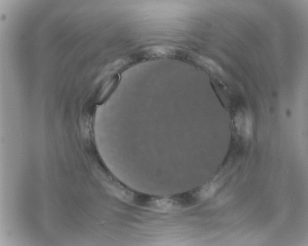 X0000070250423200606232012