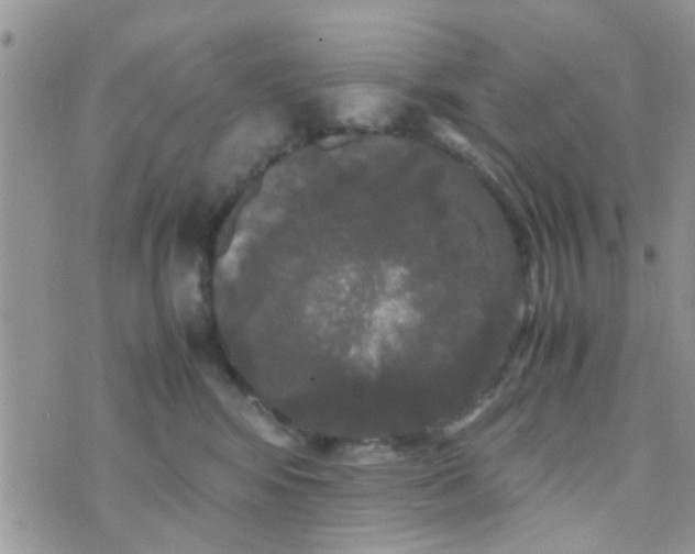 X0000070250424200606232012