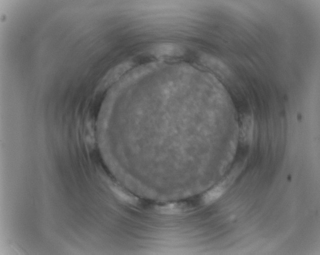 X0000070250430200606232012