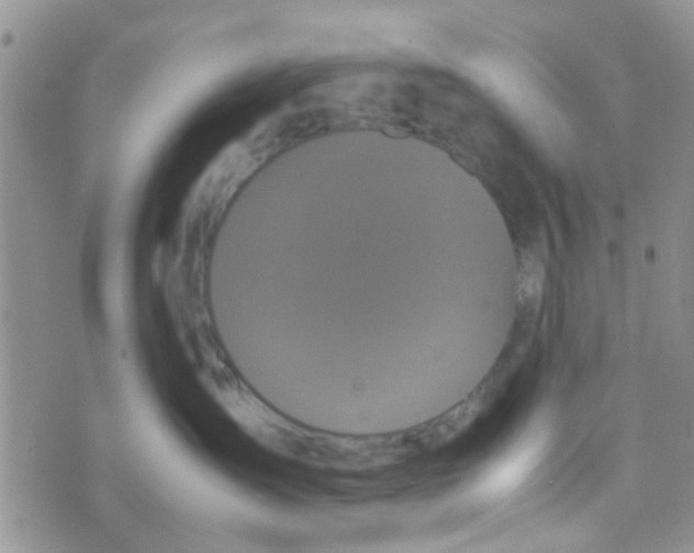 X0000070250431200606232012