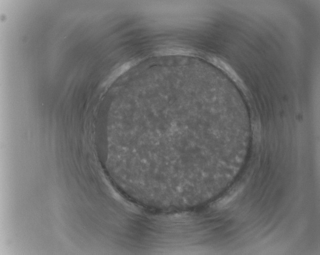 X0000070250433200606232011