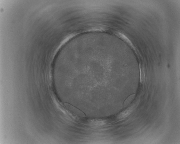 X0000070250435200606232012