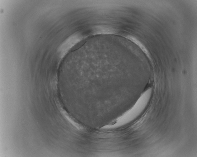 X0000070250437200606232012