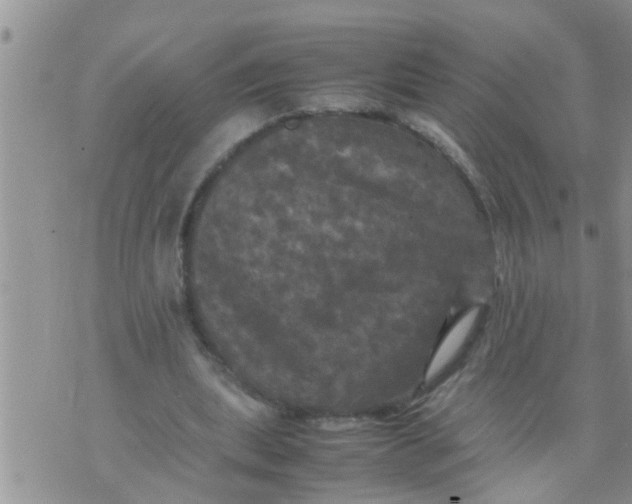 X0000070250439200606232012