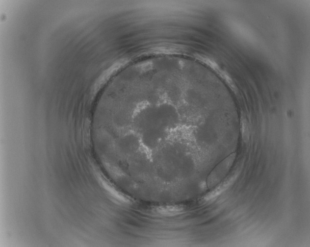 X0000070250445200606232012