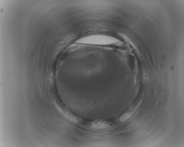 X0000070250451200606232012