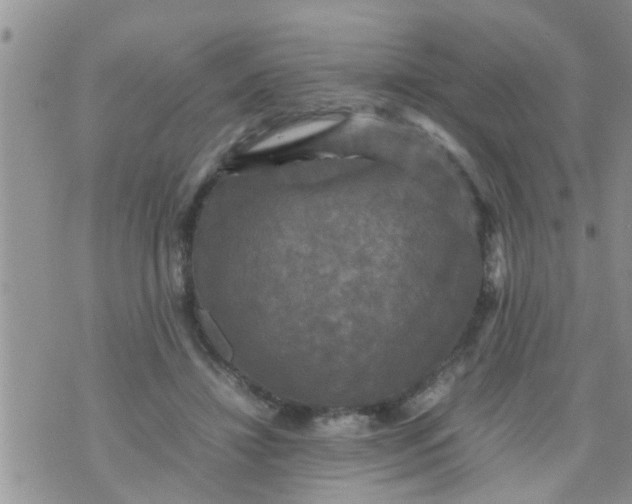 X0000070250452200606232012