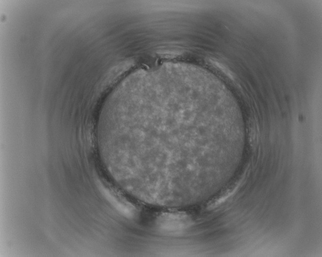 X0000070250455200606232012