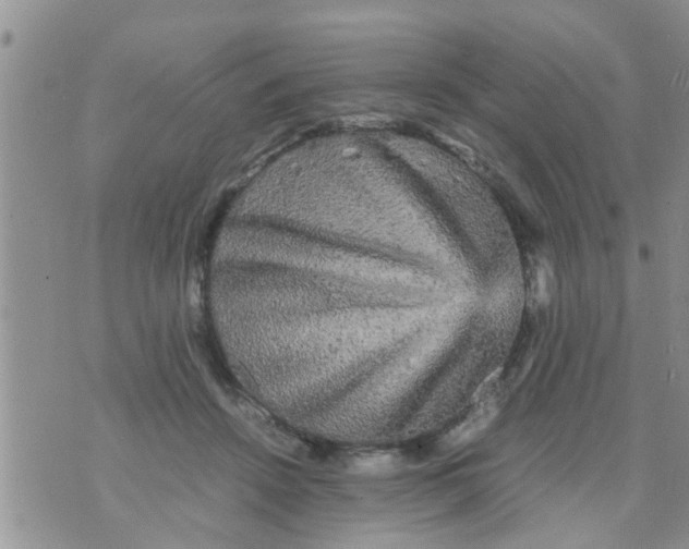 X0000070250456200606232012