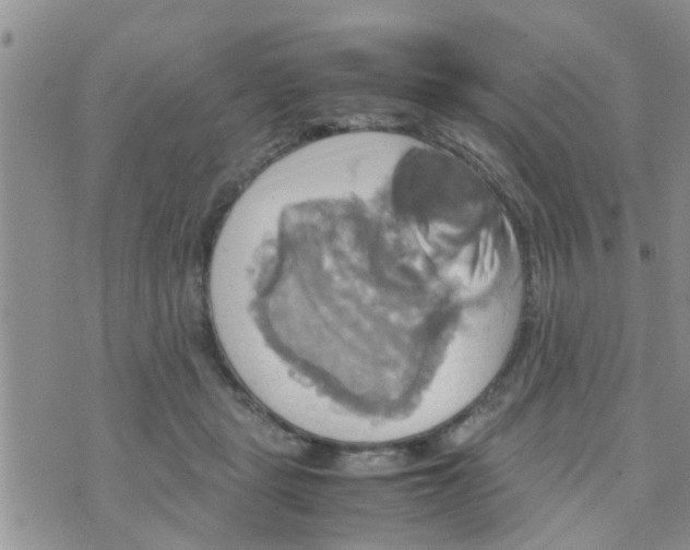 X0000070250461200606232012