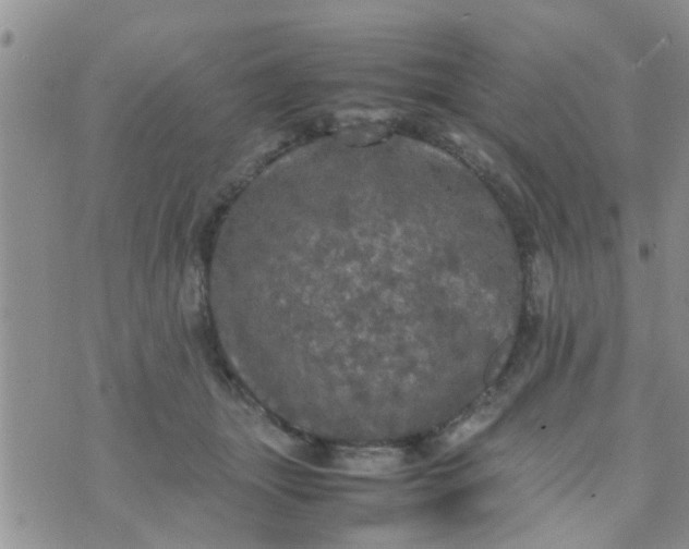 X0000070250463200606232012