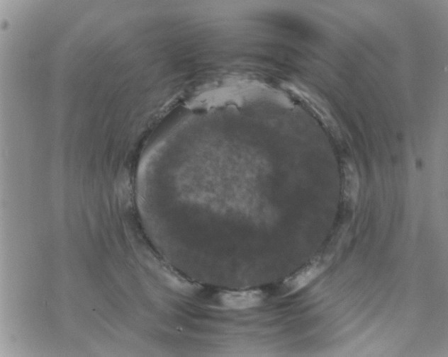 X0000070250465200606232012