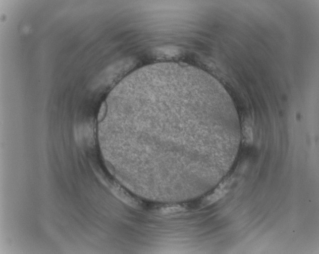 X0000070250468200606232012