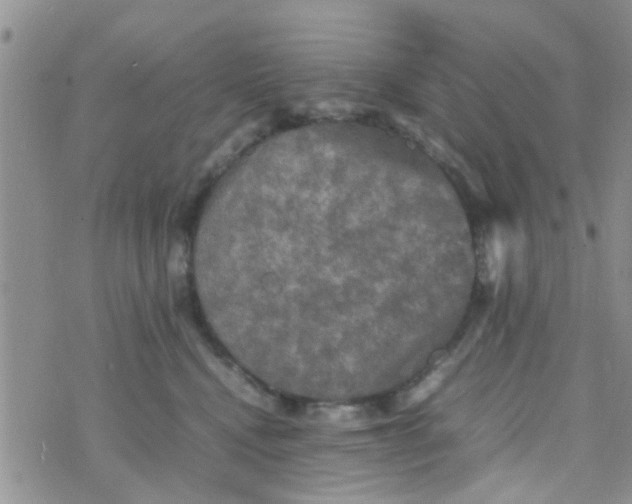 X0000070250472200606232012