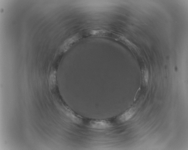 X0000070250475200606232012