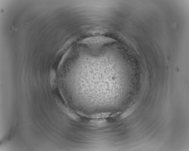 X0000070250480200606232012