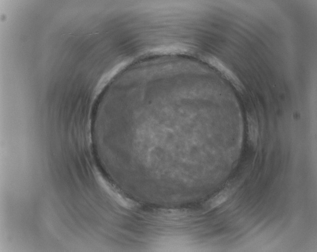 X0000070250486200606232011