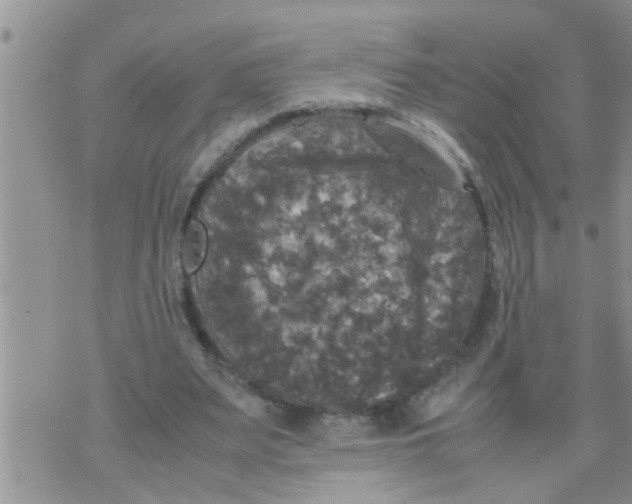 X0000070250487200606232011