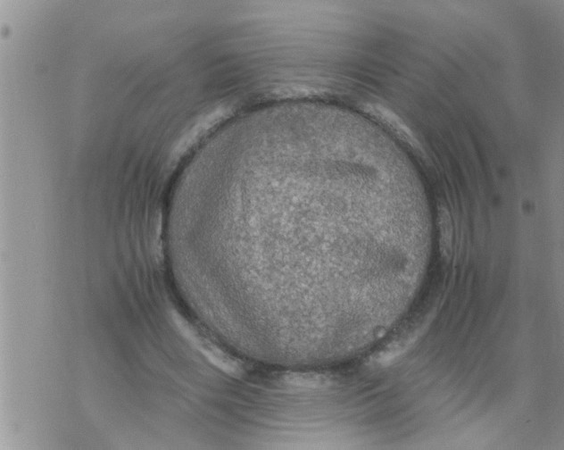 X0000070250490200606232011