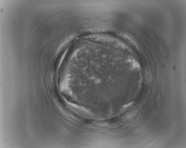 X0000070250491200606232011