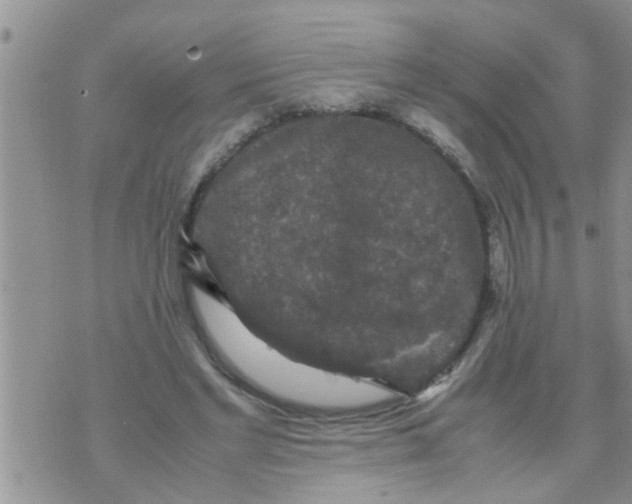 X0000070250493200606232011