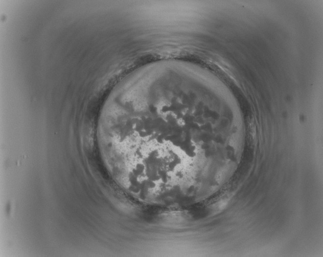 X0000070250499200606232011