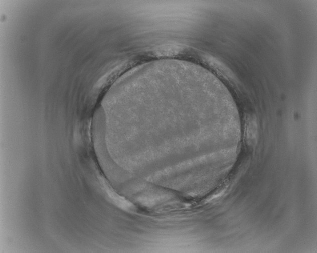 X0000070250501200606232011