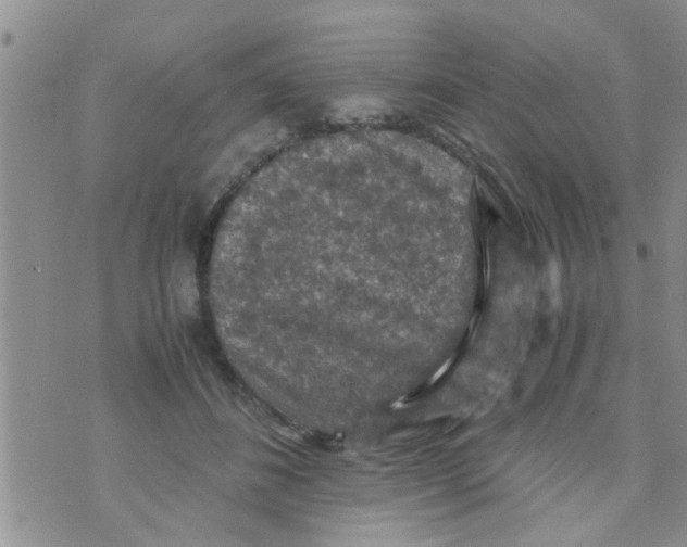 X0000070250508200606232011