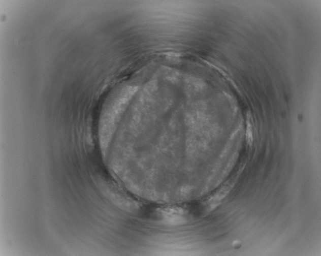 X0000070250512200606232011